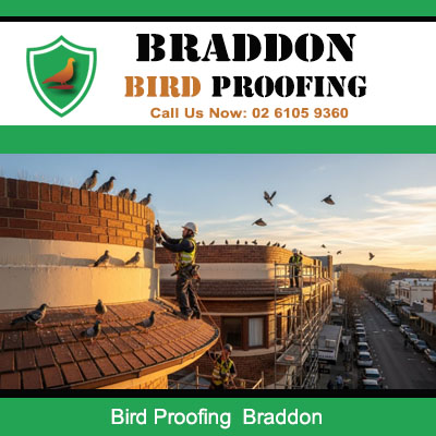 Bird proofing specialist installing deterrents on rooftop in Braddon Canberra